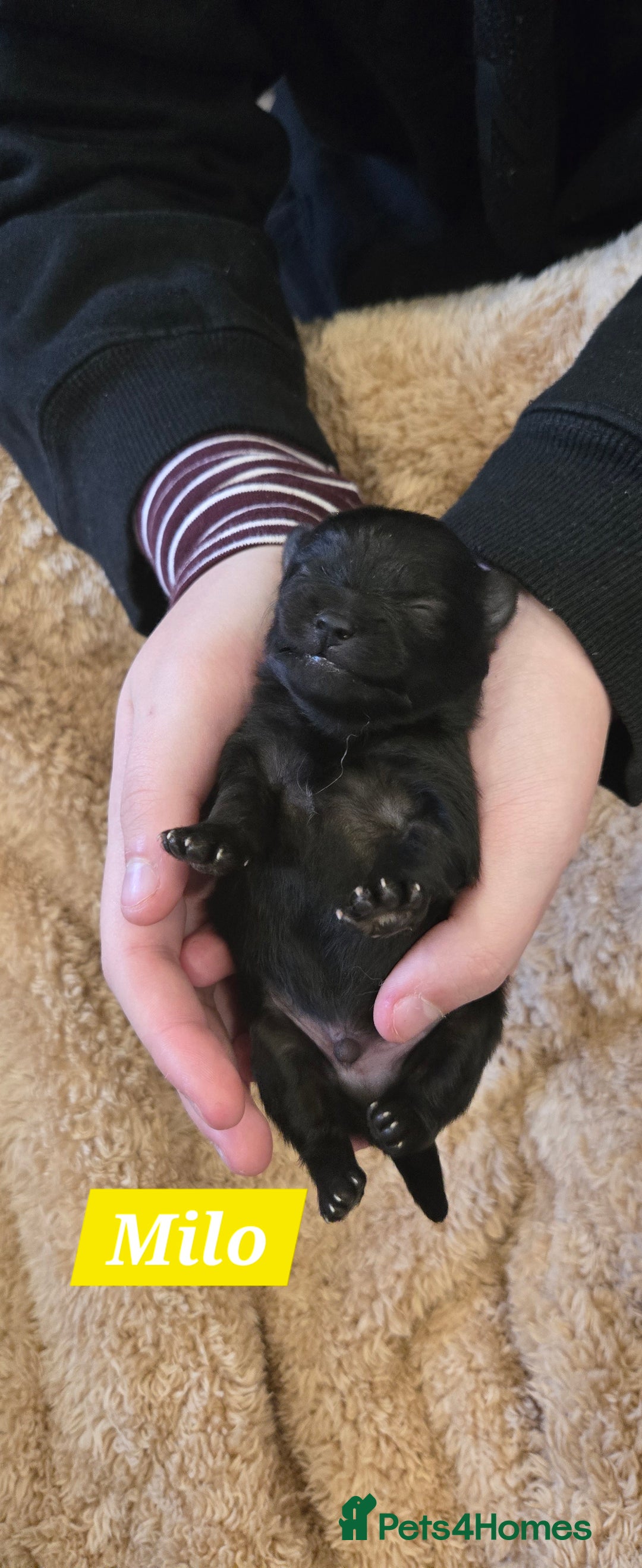 Pomeranian dogs for sale: Pretty Pomeranians  - Advert 13