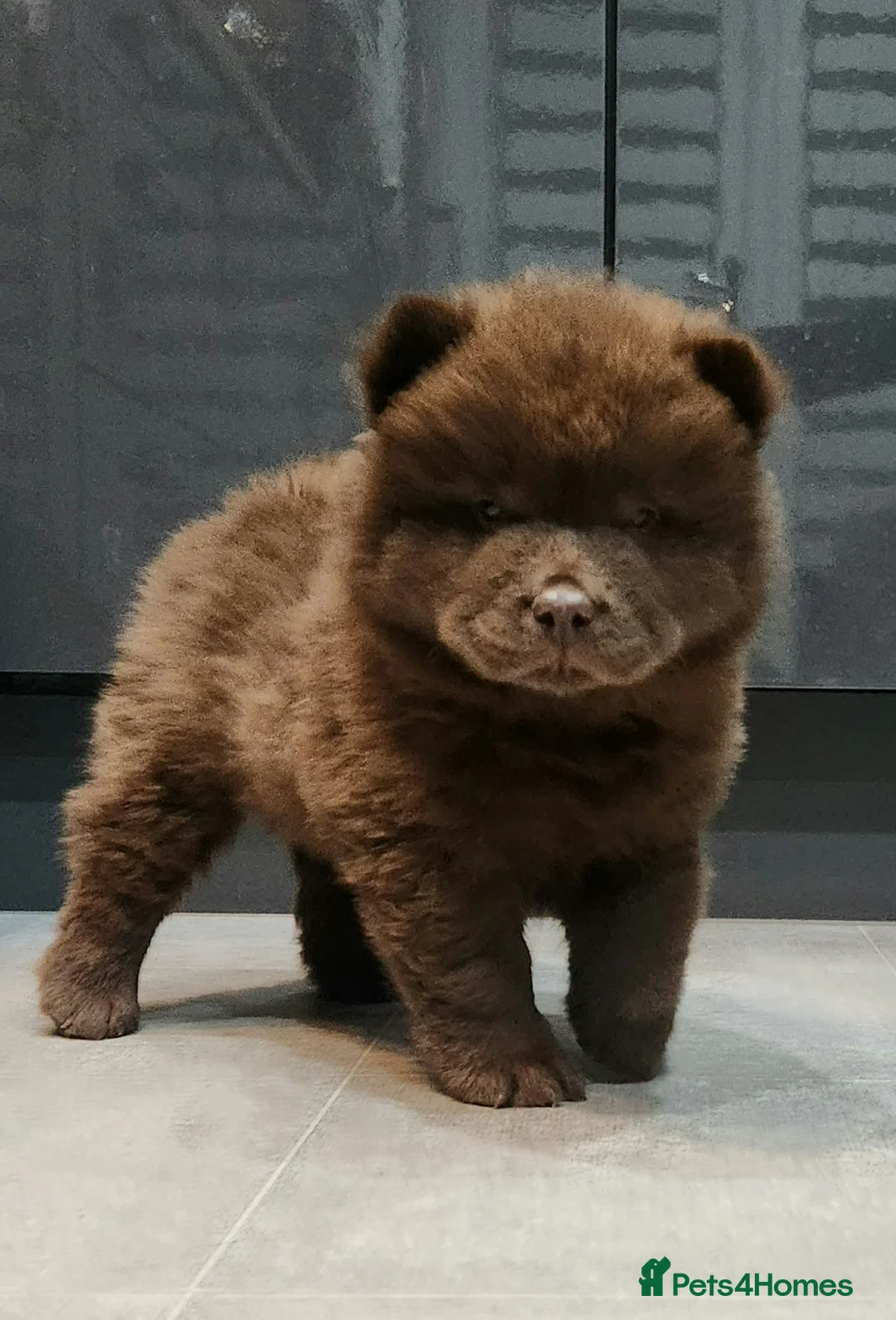 Chow Chow dogs for sale: Chow chow pedigree pups REDUCED!! - Advert 24