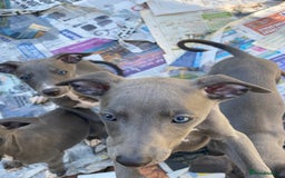 Whippet dogs for sale: 2 whippet puppies remaining ready for new homes - Image 25