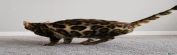 Bengal cats for sale: Pedigree brown and blue rosetted bengals - Advert 10