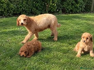 Cockapoo dogs Beautiful Cockapoo puppies for sale  - Advert 2