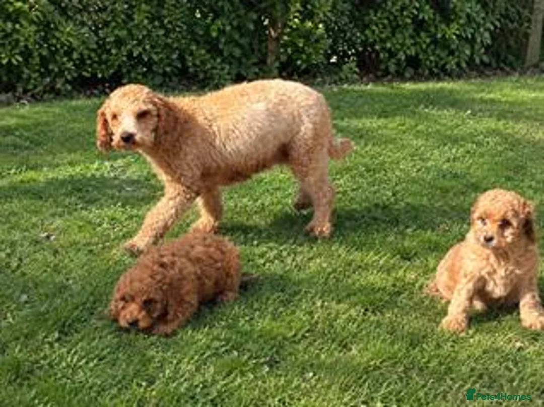 Cockapoo dogs for sale: Beautiful Cockapoo puppies for sale  in Llanelli - Advert 2