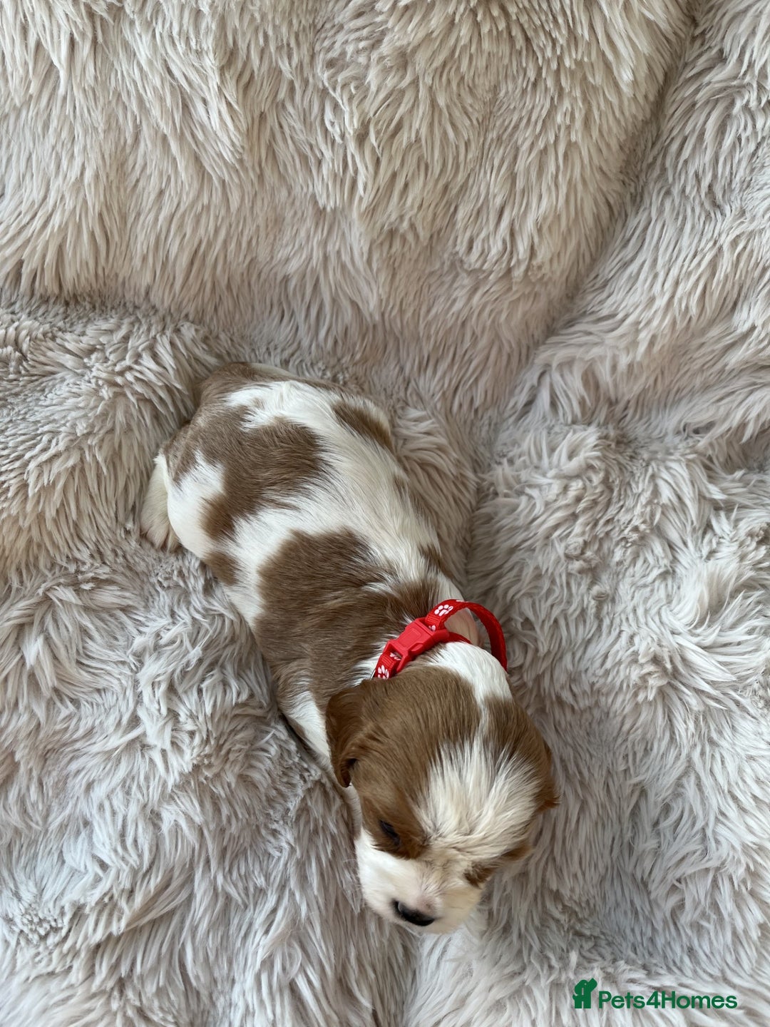 Cavalier King Charles Spaniel dogs for sale: Chocolate Carriers KC Vet Health Checked - Advert 9