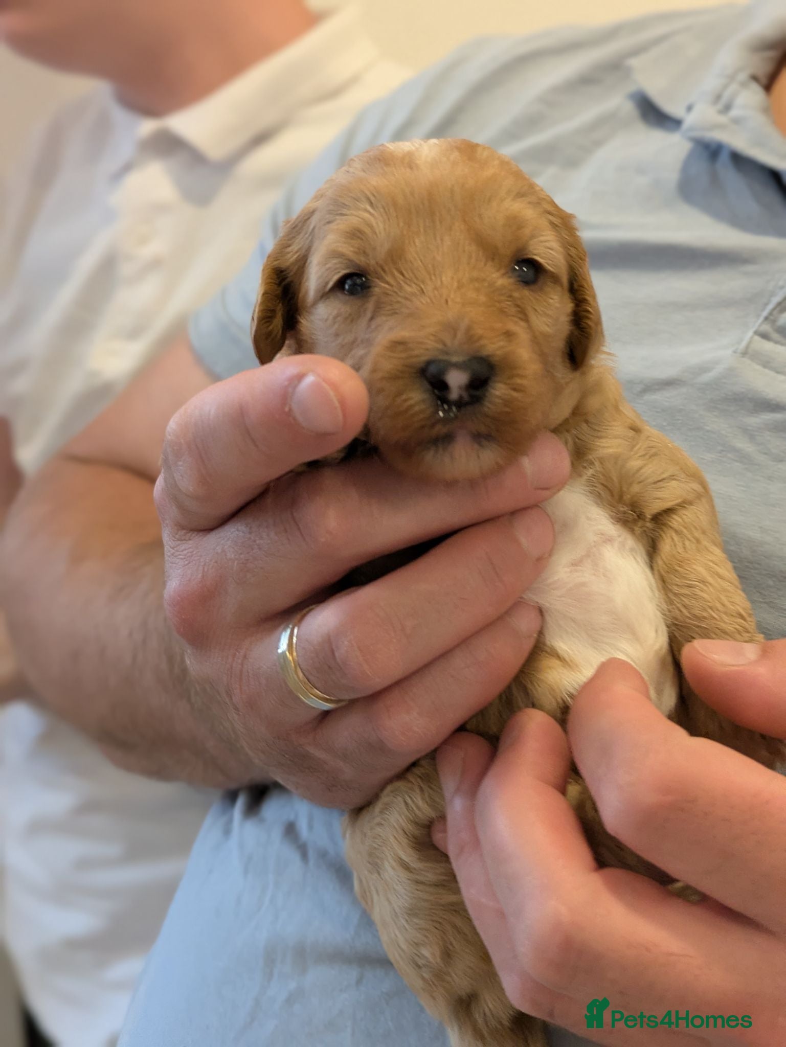 Australian Labradoodle dogs Tosha's and Rufus puppies - Advert 1