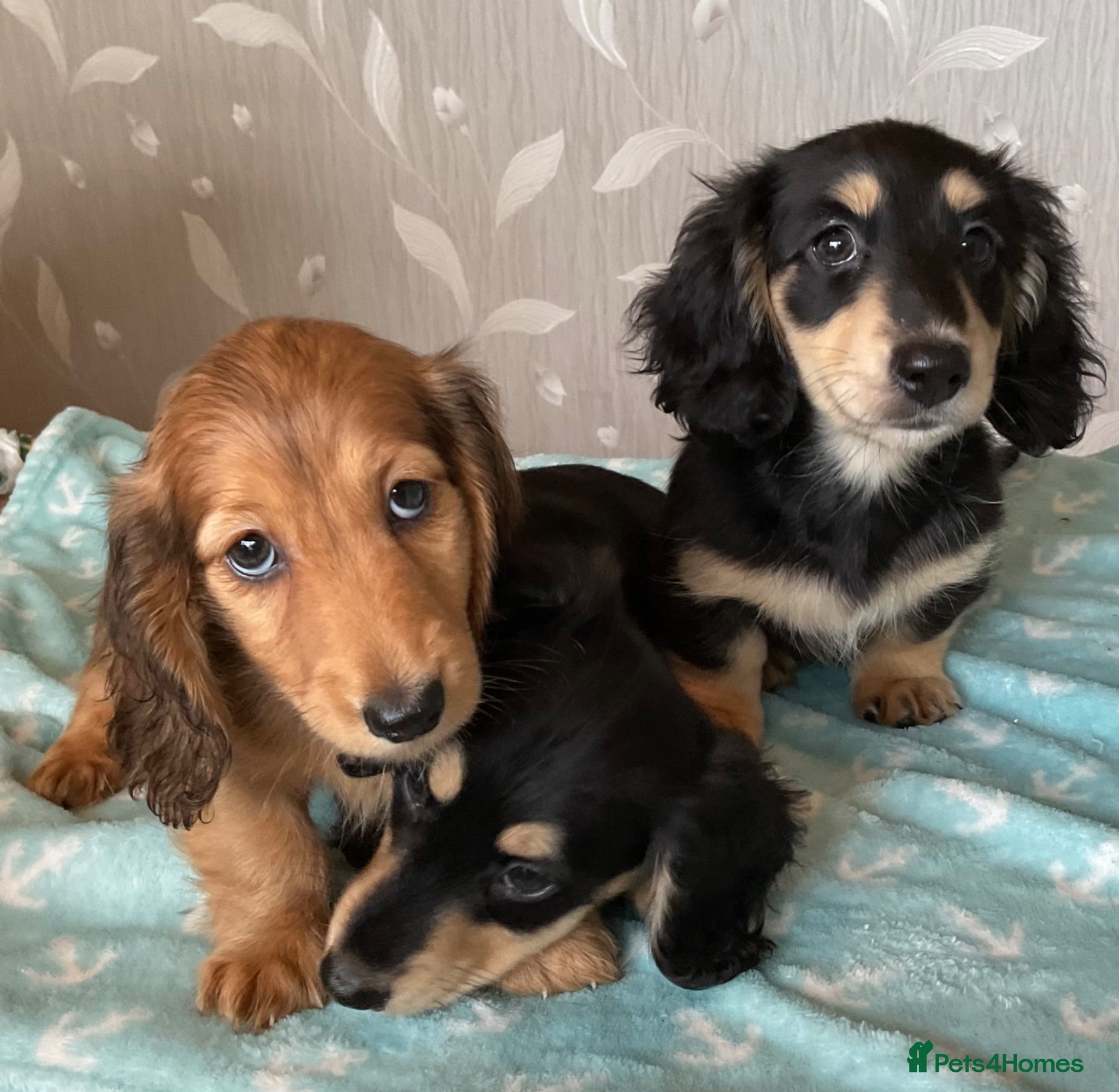 Miniature Dachshund dogs GORGEOUS KC reg PRA CLEAR MINI DACHSHUND PUPPIES - Advert 2