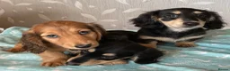 Miniature Dachshund dogs for sale: GORGEOUS KC reg PRA CLEAR MINI DACHSHUND PUPPIES - Advert 1