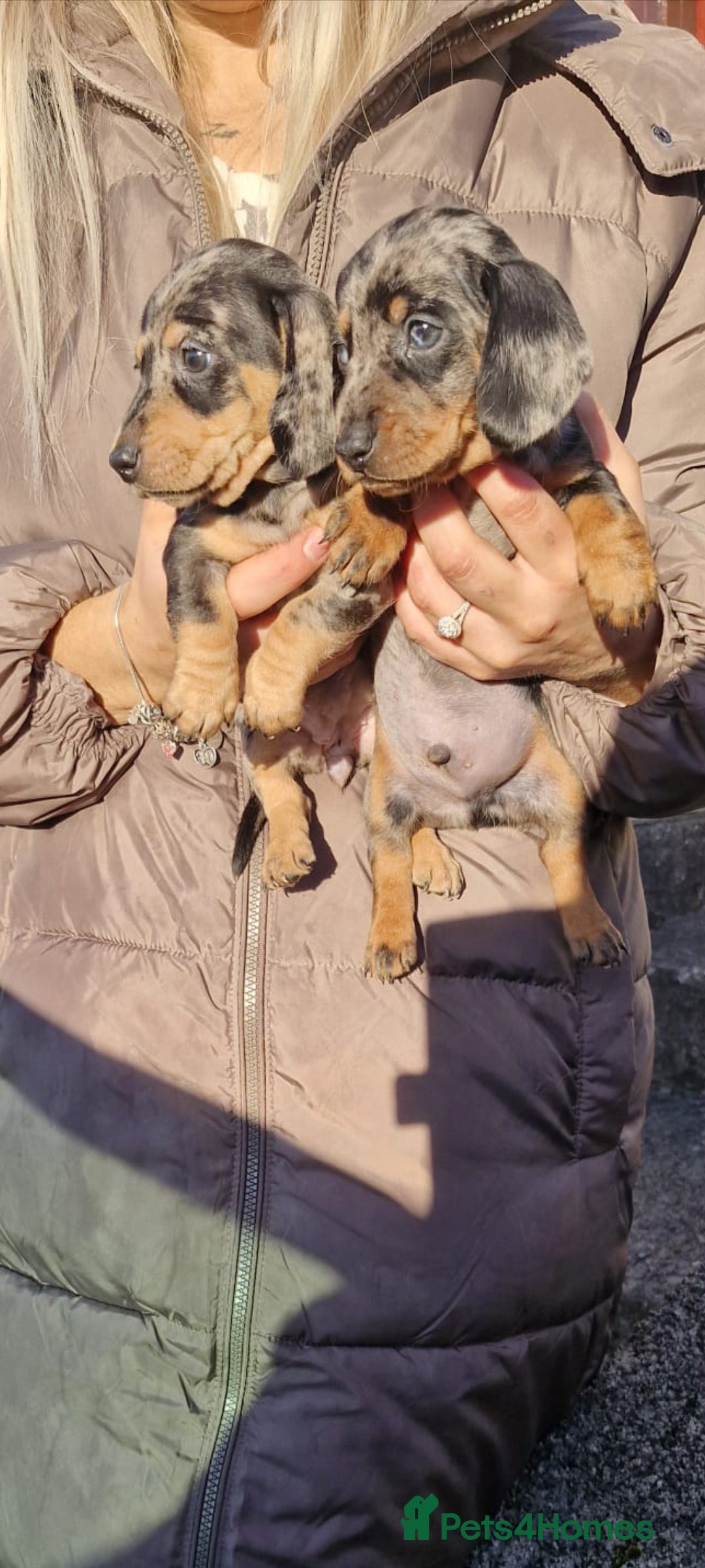 Dachshund dogs for sale: Miniture Silver Dapple Dachshunds - Advert 8