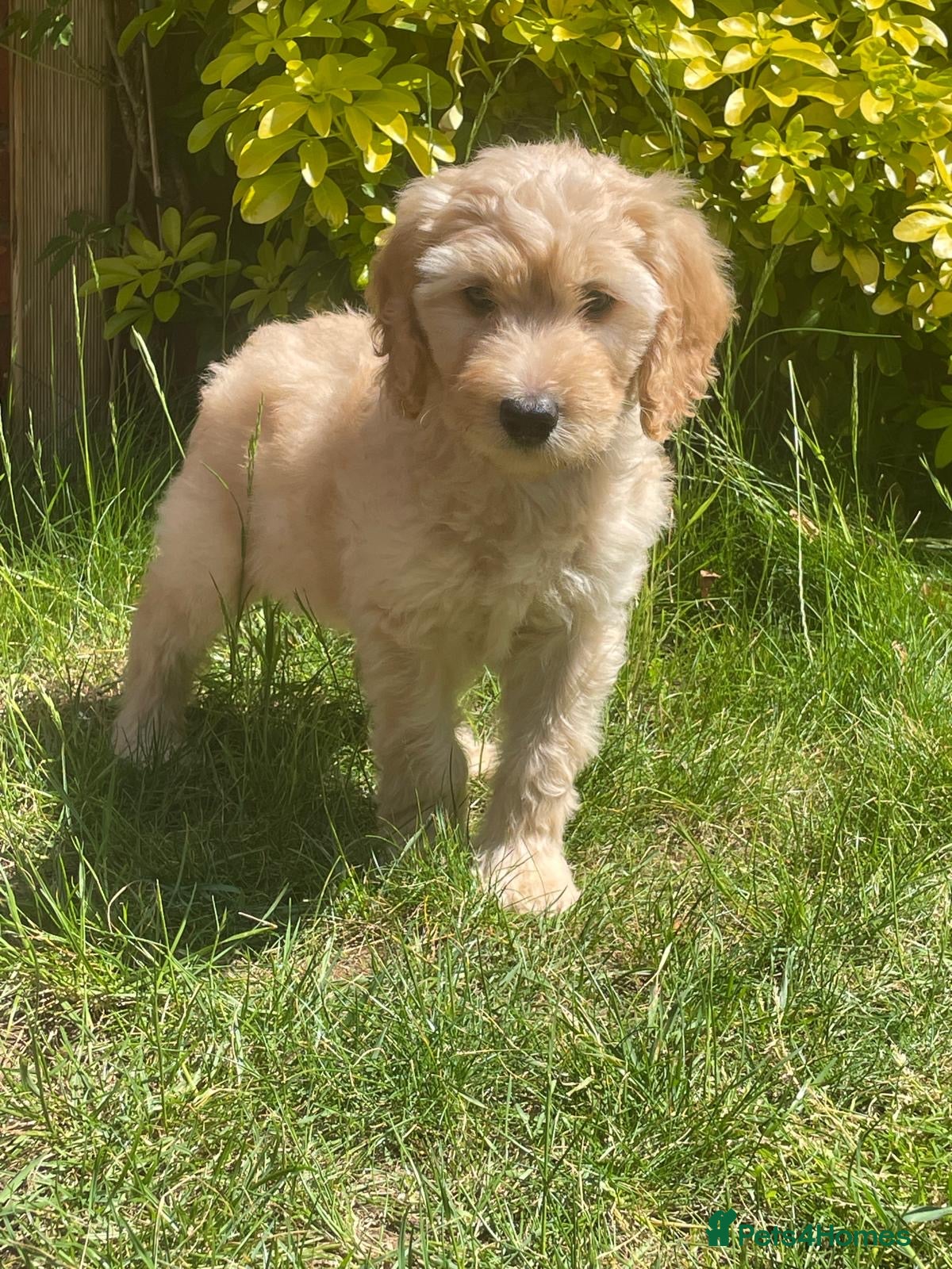 Labradoodle dogs READY NOW! Apricot & Cream Labradoodle Puppies - Advert 1