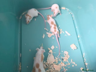 Mouse rodents - Advert 4