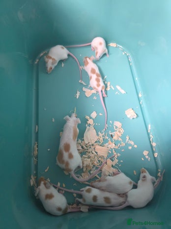 Mouse rodents - Advert 6