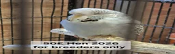 Budgerigars birds for sale: Budgies Birds by pre-order, exclusive birds - Advert 4