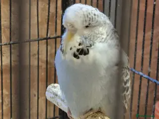 Budgerigars birds Budgies Birds by pre-order, exclusive birds - Advert 1