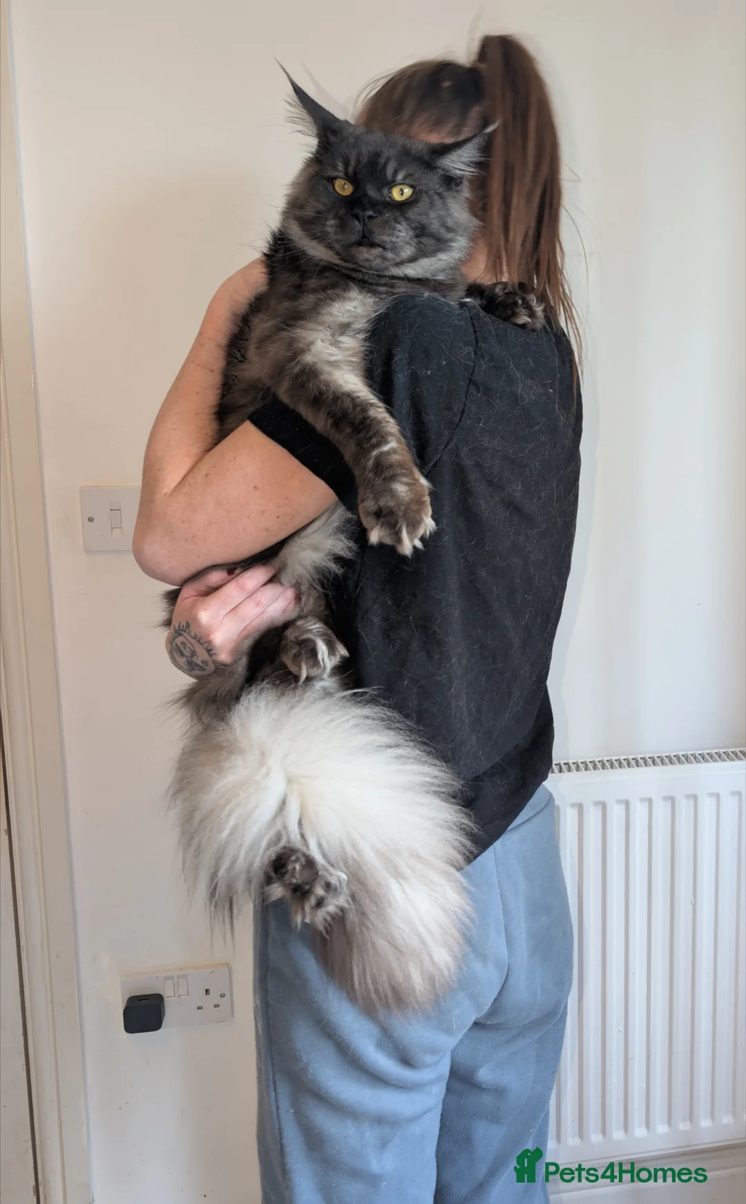 Maine Coon cats for stud: Black smoke registered mainecoon  - Advert 2