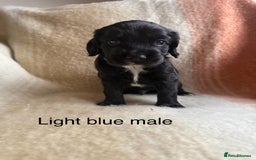 Cocker Spaniel dogs for sale: Working cocker spaniel LAST 2 REMAINING  - Image 4