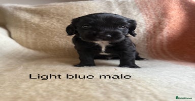 Cocker Spaniel dogs - Advert 4
