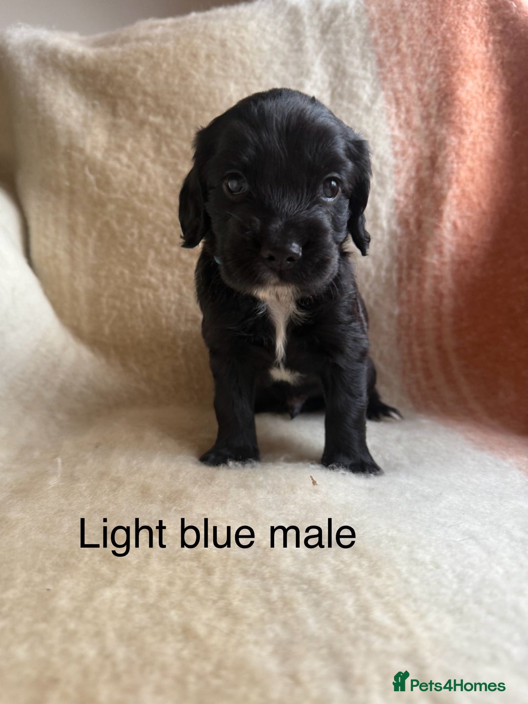 Cocker Spaniel dogs for sale: Working cocker spaniel LAST 2 REMAINING  - Image 4