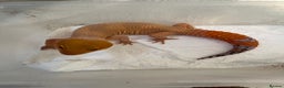 Leopard Gecko reptiles for sale: 1 year old Mandarin Leopard Ghecko Female - Advert 4