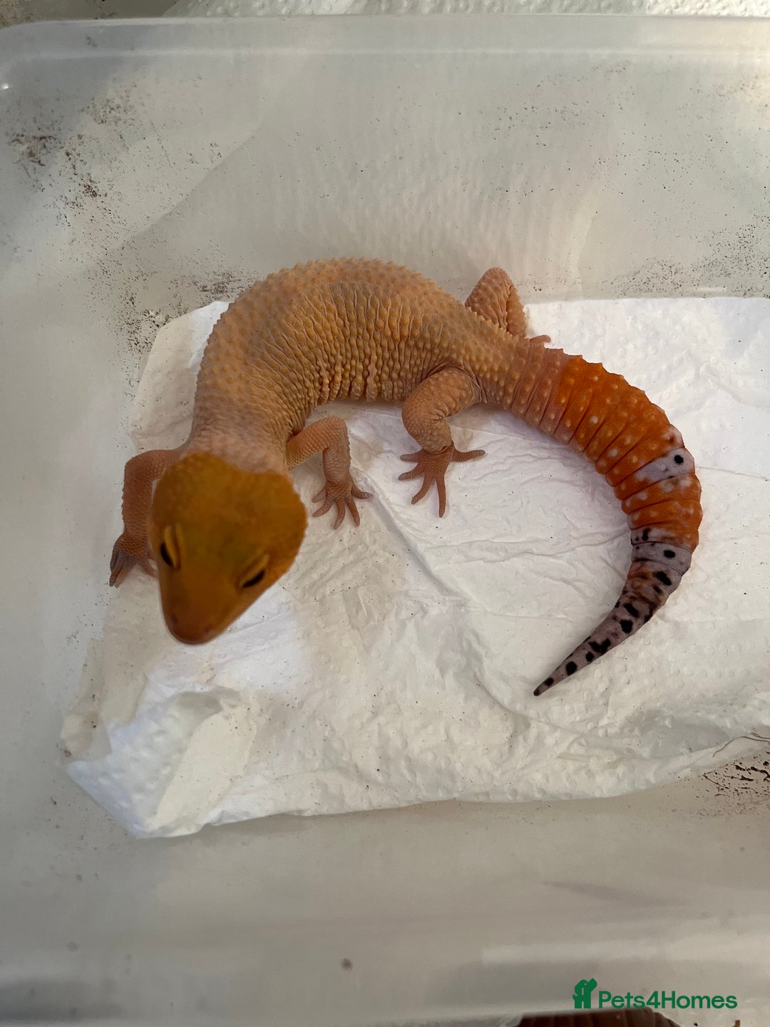 Leopard Gecko reptiles for sale: 1 year old Mandarin Leopard Ghecko Female - Advert 4