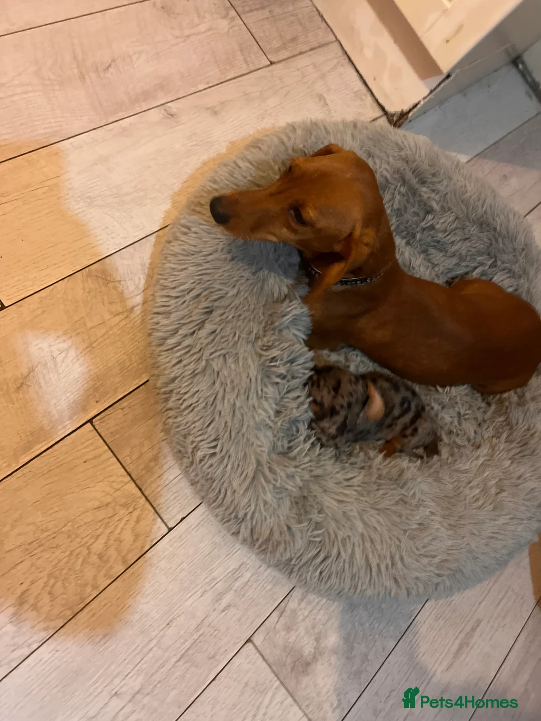 Miniature Dachshund dogs for sale: 🥰🐶MINIATURE DACHSHUND PUPPIE🥰🐶 - Advert 3