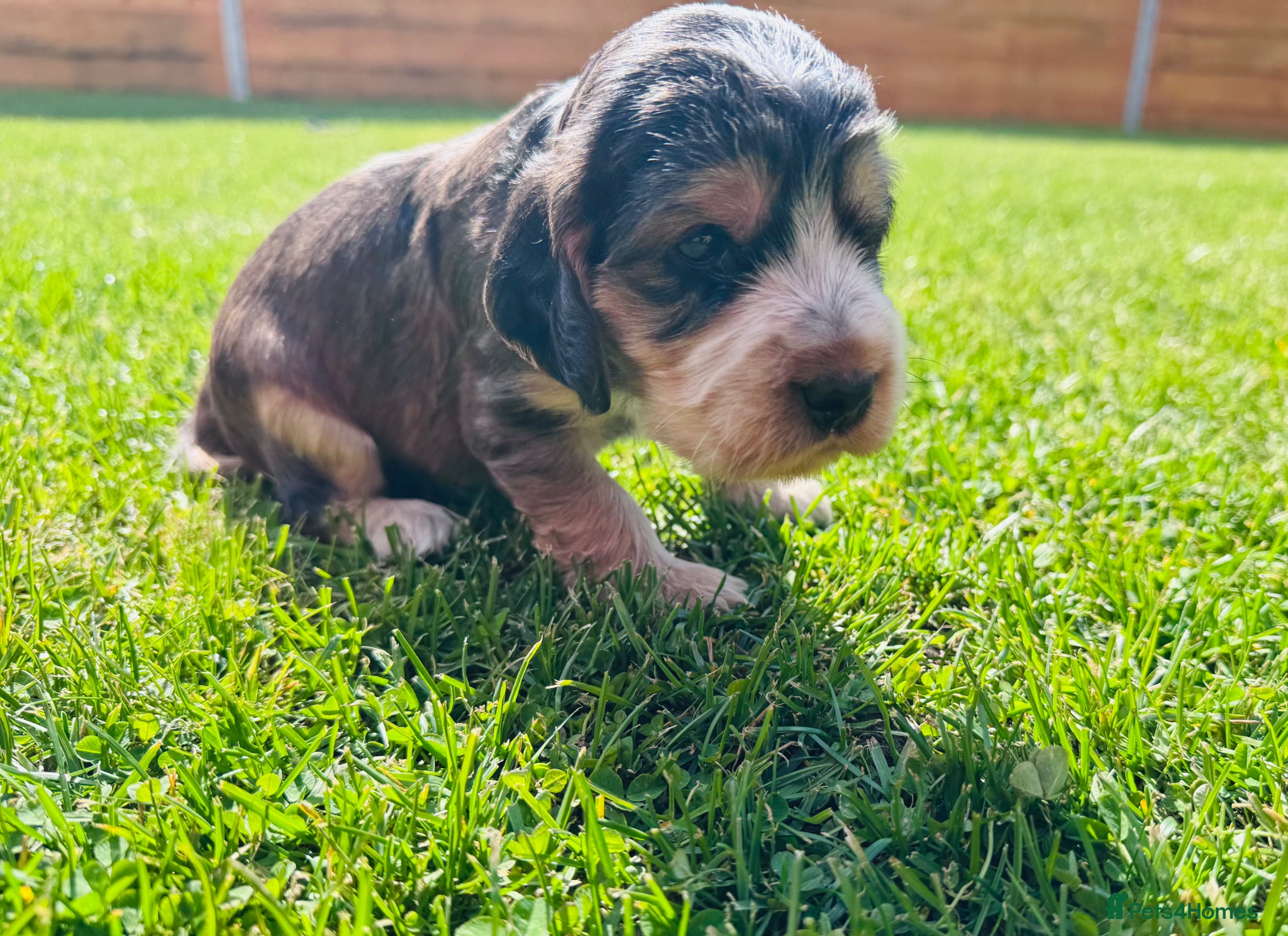 Cocker Spaniel dogs KC Registered Show Cocker Spaniel Babies 🐾🐾🐾 - Advert 1