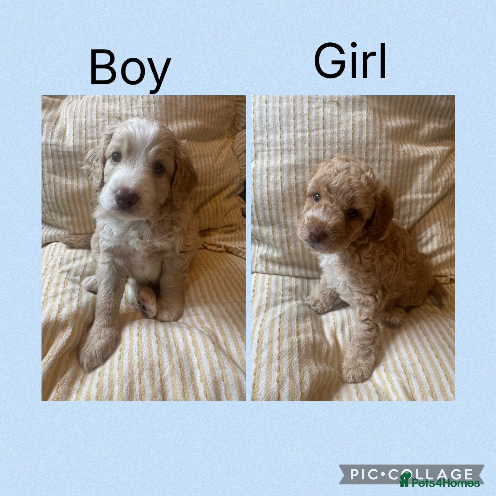 Cockapoo dogs Beautiful F2b Cockapoo puppies - Advert 1