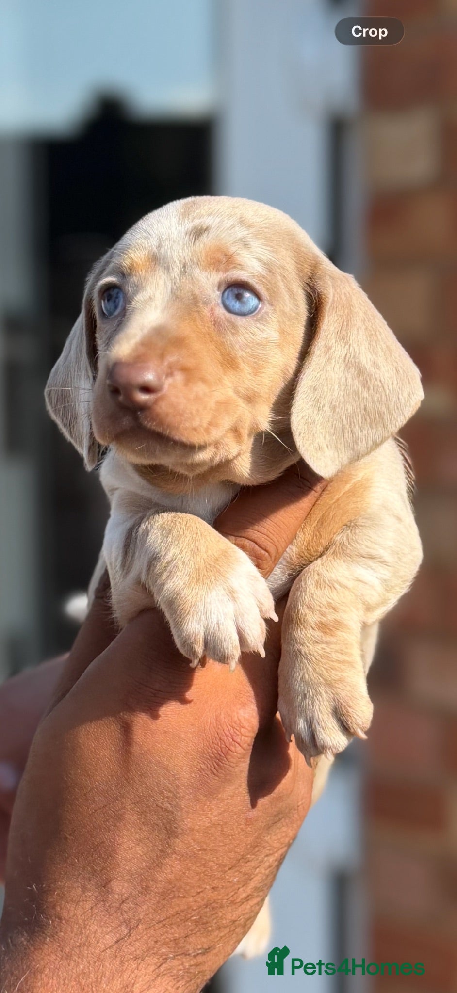 Miniature Dachshund dogs KC Miniature Dachshund Puppies - Advert 18