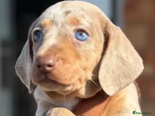 Miniature Dachshund dogs KC Miniature Dachshund Puppies - Advert 18