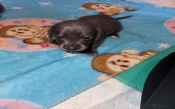 Dachshund dogs for sale: BEAUTIFUL DACHSHUND PUPPIES 🐾 - Image 10