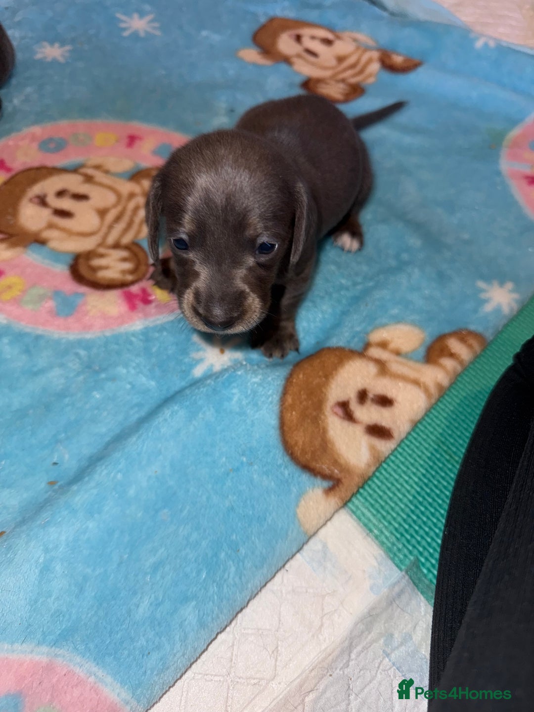 Dachshund dogs for sale: BEAUTIFUL DACHSHUND PUPPIES 🐾 - Image 10