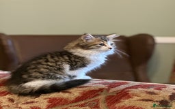 Siberian cats for sale: TICA Hypoallergenic Siberian Kittens family raised - Image 14