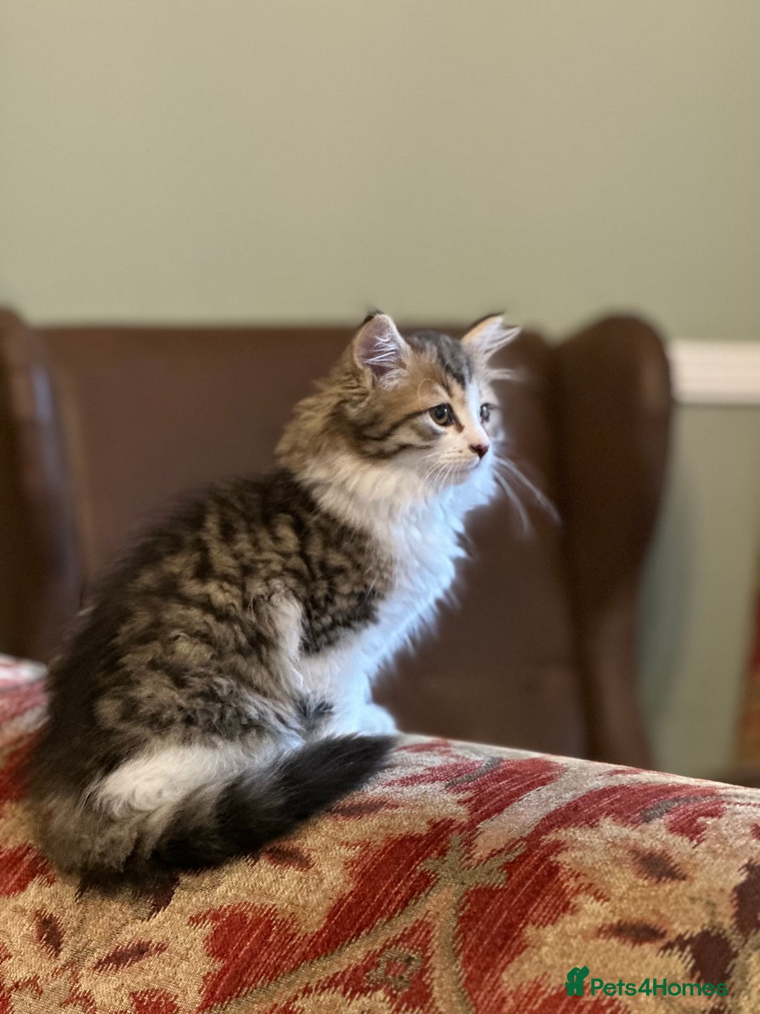 Siberian cats for sale: TICA Hypoallergenic Siberian Kittens family raised - Image 14