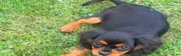 Cavalier King Charles Spaniel dogs for sale:  Exceptional Cavalier King Charles Puppies in Dudley - Advert 8
