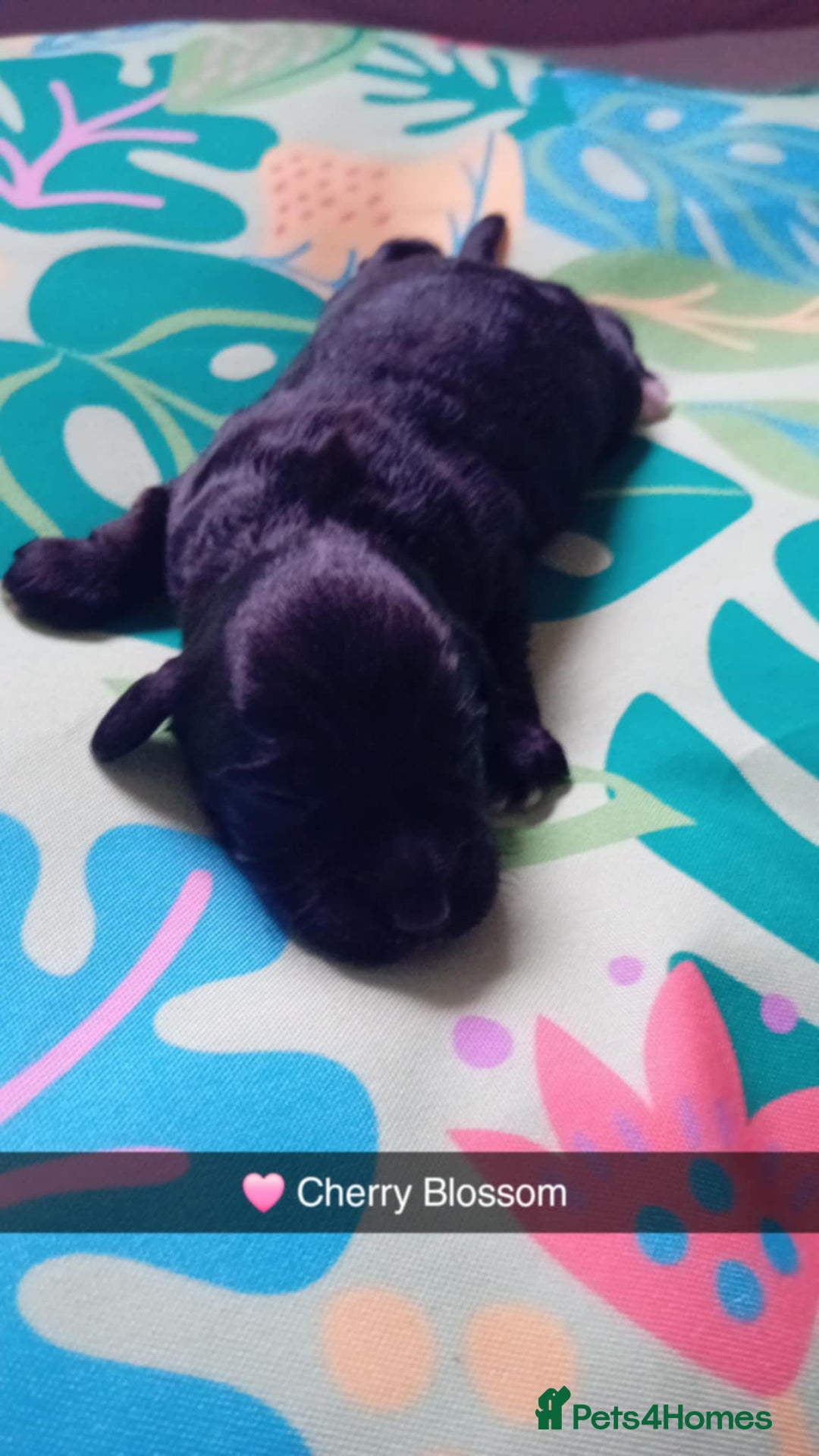 Mixed Breed dogs for sale: F1 Cockapoo x F1 Cavapoo Puppies (double doodles) - Image 6