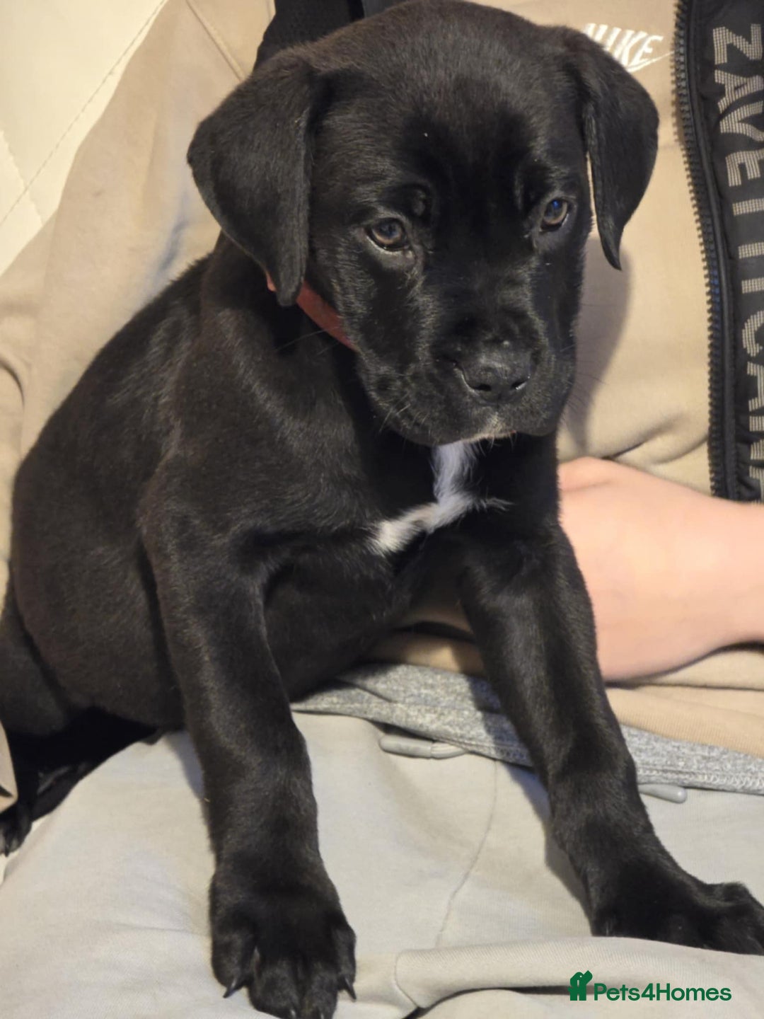 Mixed Breed dogs for sale: Stunning dogue de Bordeaux X cane corso - Image 2