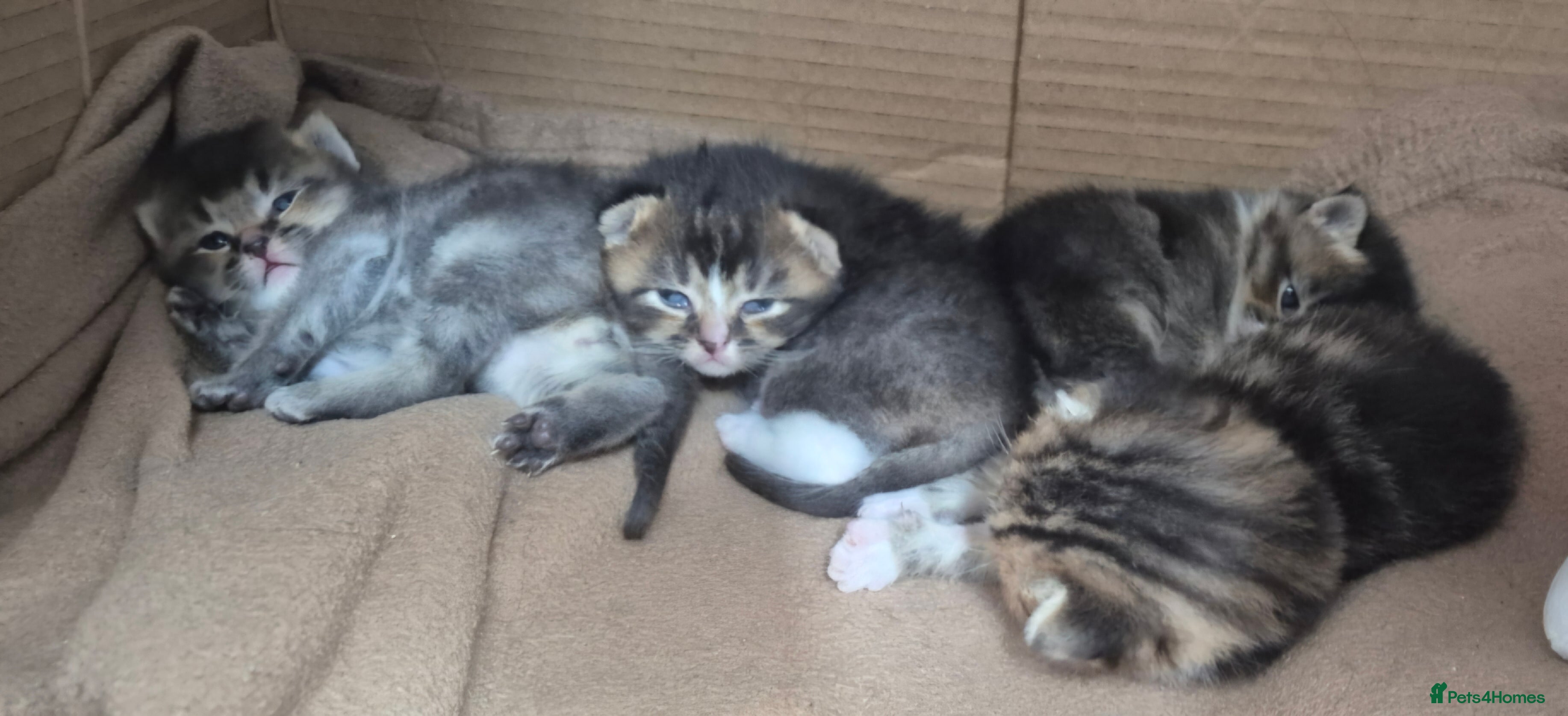 Scottish Fold cats Beautiful Scottish Fold/Straight X Kittens - Advert 2