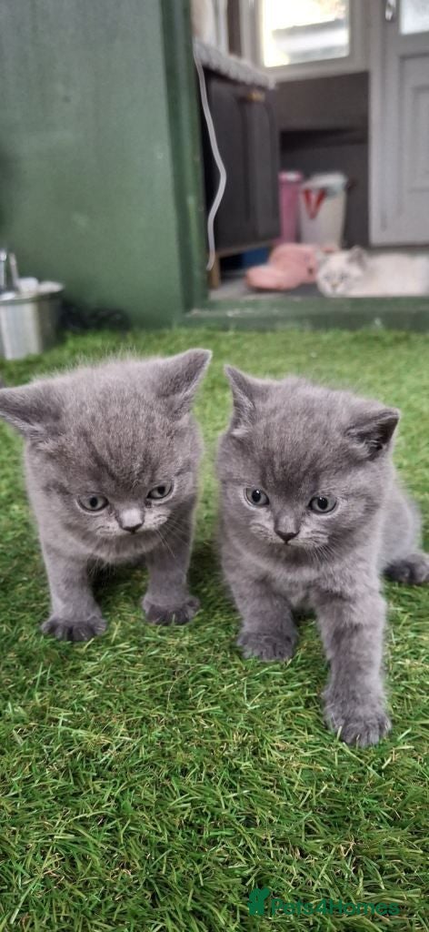 British Shorthair cats  two beautiful British Shorthair  - Advert 1