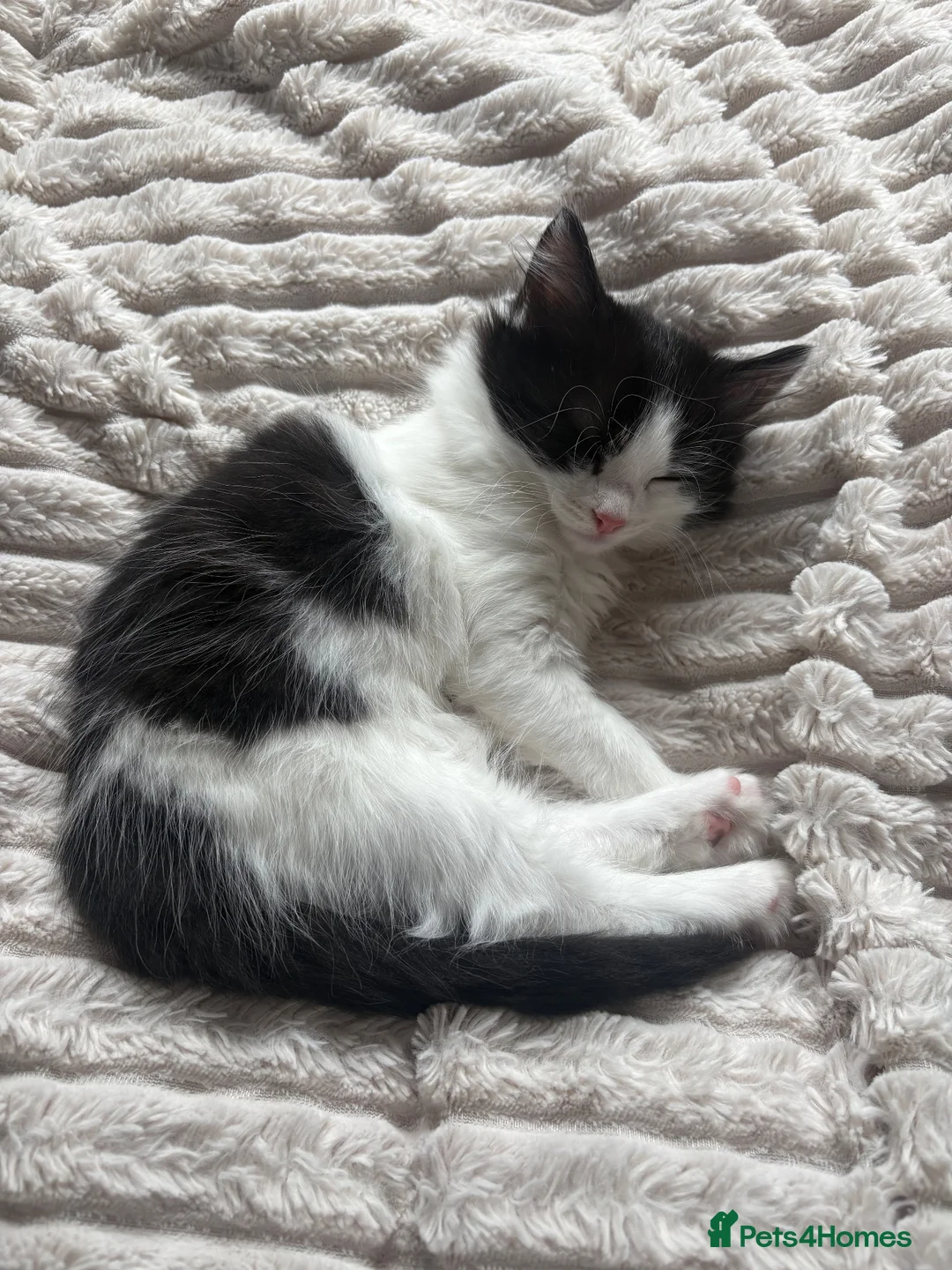 Mixed Breed cats for sale: Mixed ragdoll kitten in Nottingham - Advert 6