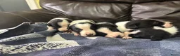 Border Collie dogs for sale: Working Border collie puppies  - Advert 18