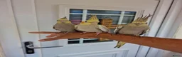 Cockatiels birds for sale: Super hand tamed baby cockatiels  - Advert 8