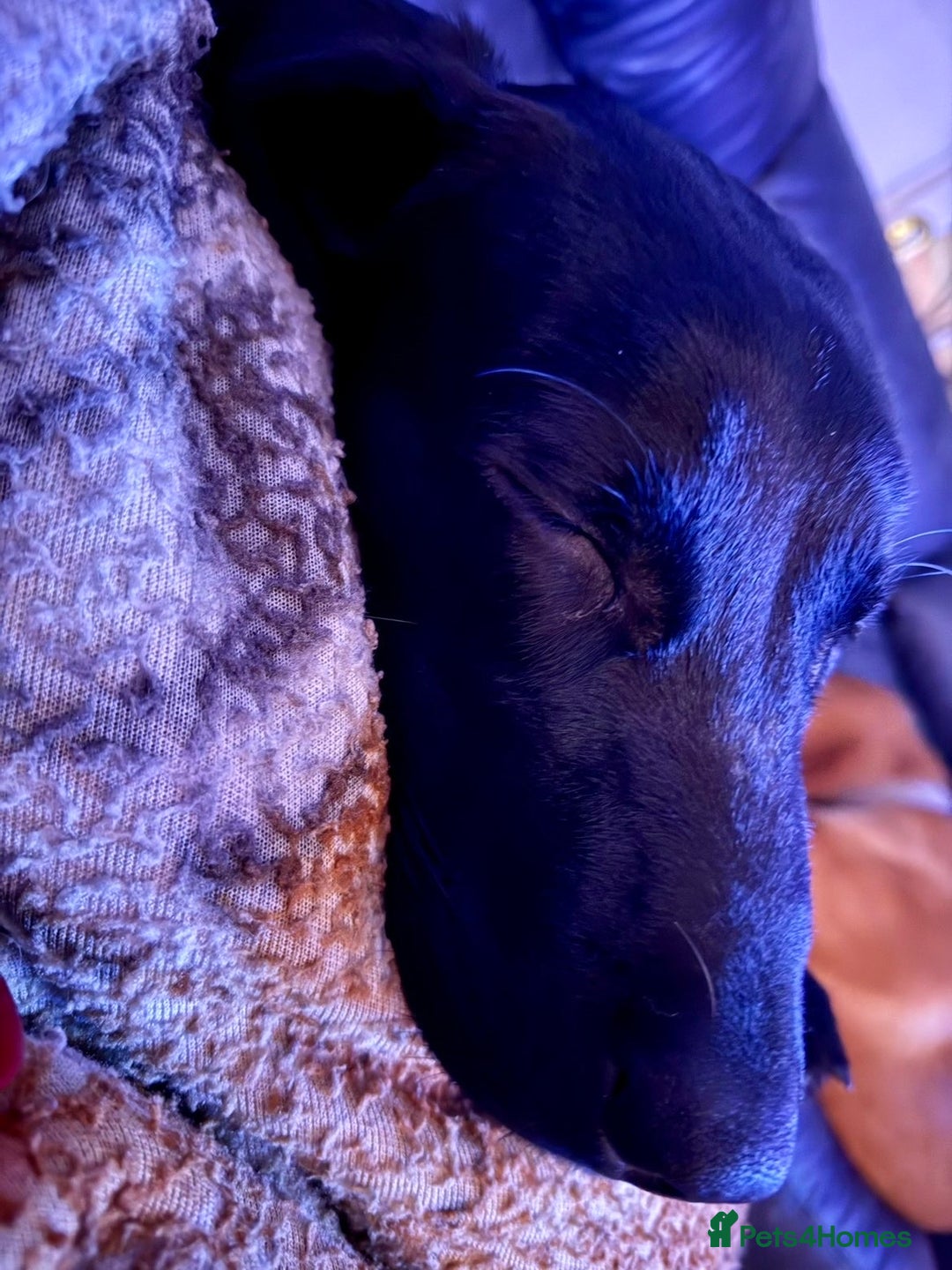 Labrador Retriever dogs for sale: Beautiful black lab bitch for sale  - Advert 4