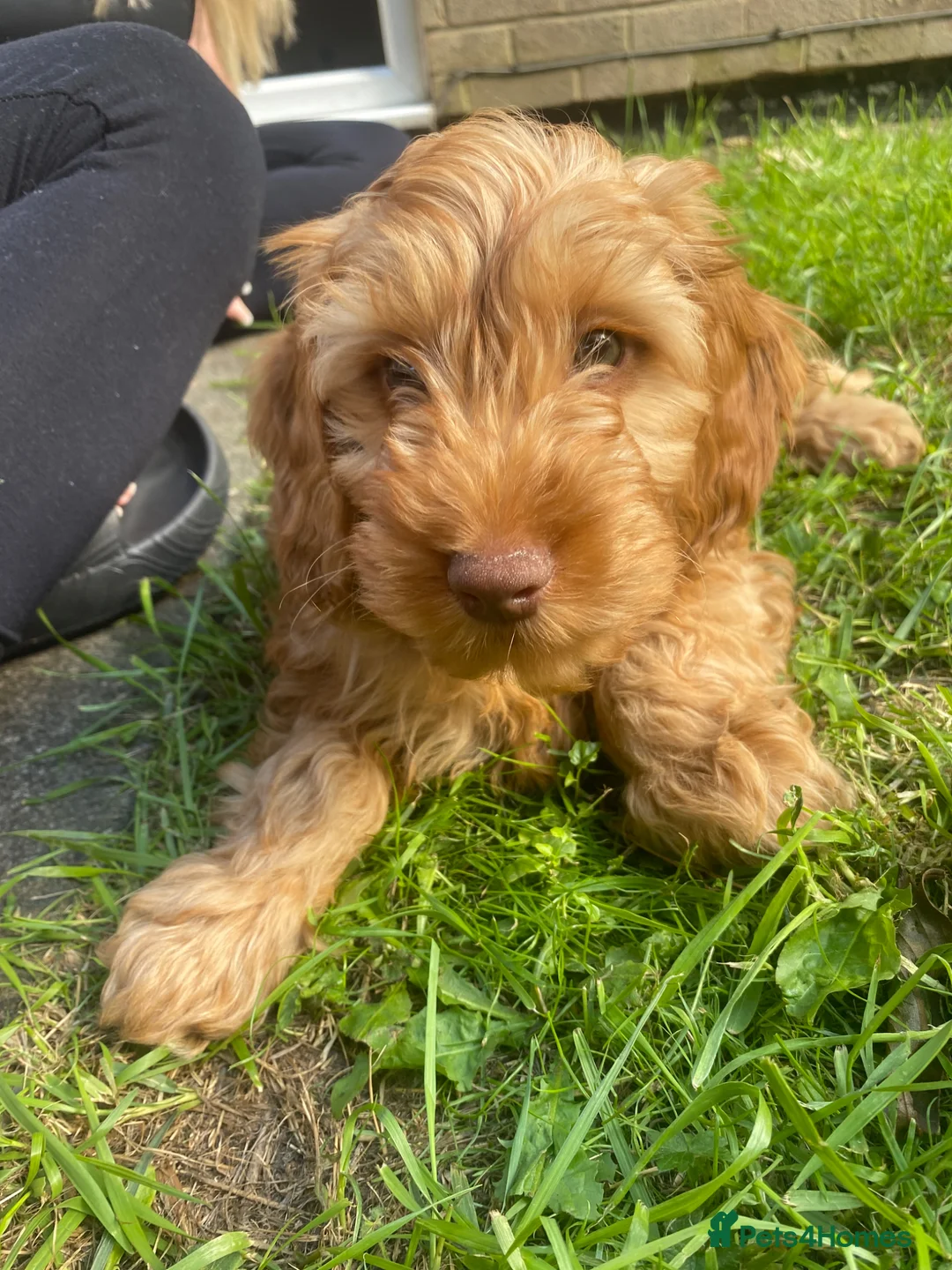 Cockapoo dogs for stud: ***FOR STUD*** in Peterlee - Advert 8