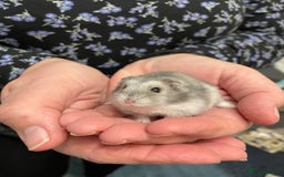 Hamster rodents for sale: Baby Winter White Russian hamsters from show stock - Image 14