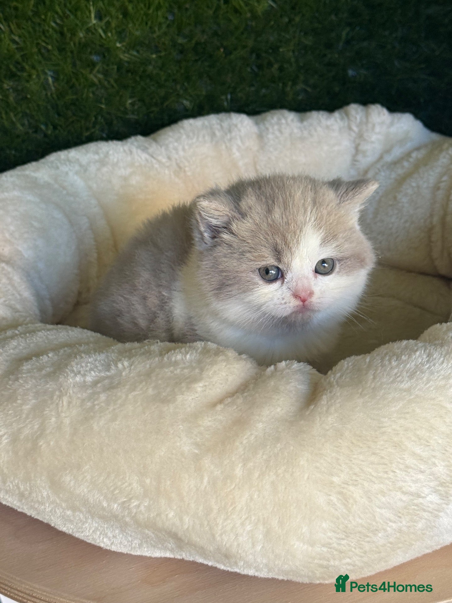 British Shorthair cats Health tested parents gccf reg lilac & white males - Advert 12