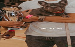 French Bulldog dogs for sale: Kc Reg Micro frenchies for sale - Image 21