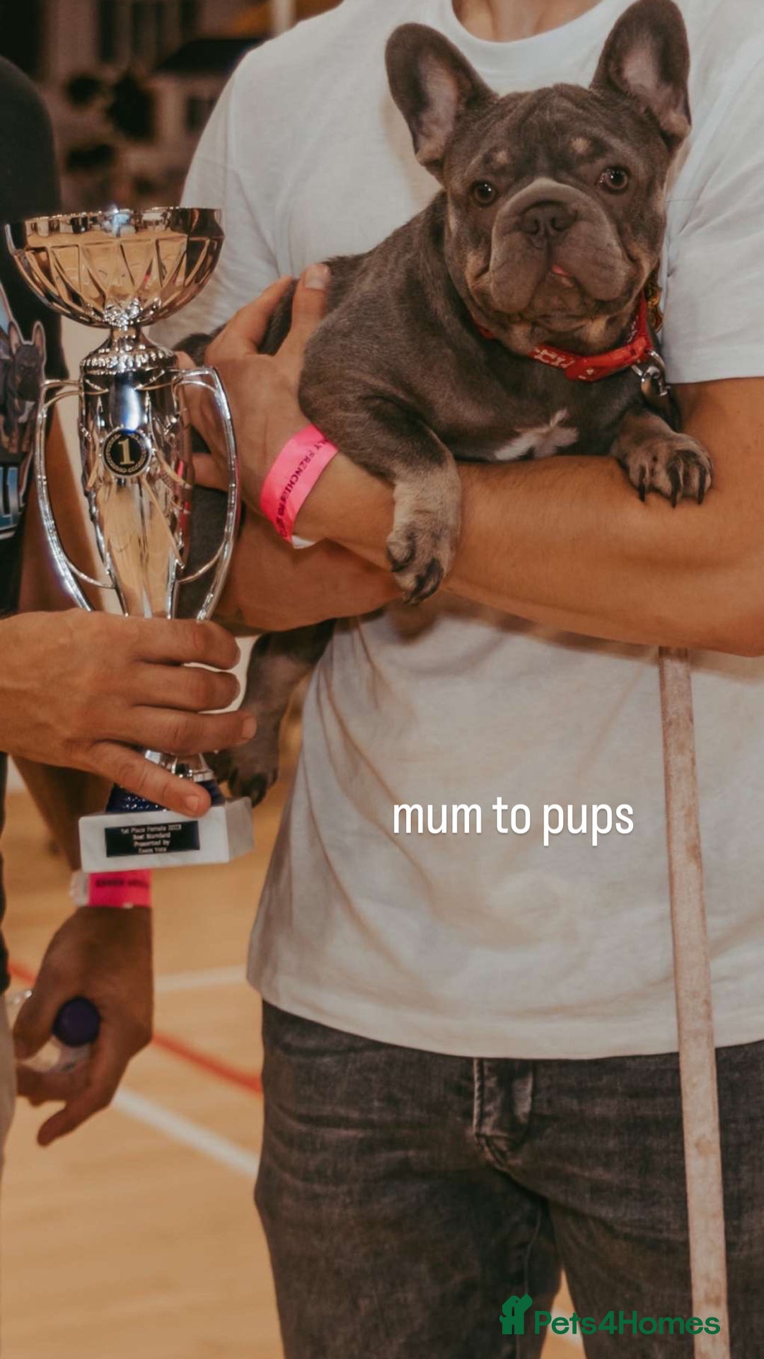 French Bulldog dogs for sale: Kc Reg Micro frenchies for sale - Image 21
