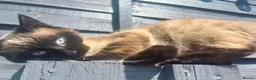 Mixed Breed cats for sale: Bee needs a new home  - Advert 4