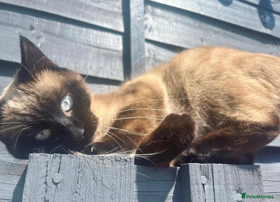 Mixed Breed cats for sale: Bee needs a new home  - Advert 4