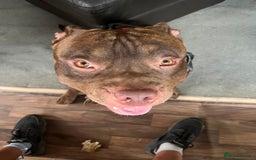 American Bully dogs for sale: Pocket bullies puppies for sale - Image 5