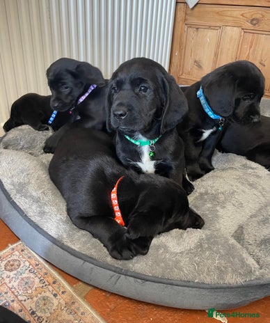Springador Dogs Breed - Information, Temperament, Size & Price | Pets4Homes