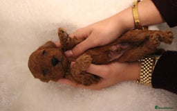 Cavapoo dogs for sale: Fox RED Cavapoo Puppies - Image 10